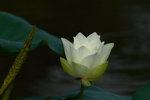 Lotus_027