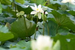 Lotus_033