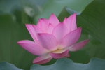 Lotus_041