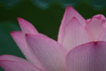 Lotus_042