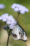 IMG_7325