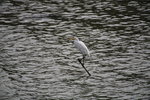 IMG_7291