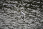 IMG_7293