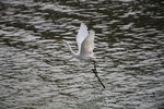 IMG_7298