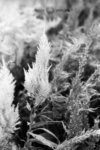 SHD100_2308
