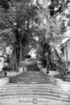 SHD100_2310