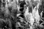 SHD100_2311