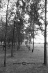 SHD100_2312
