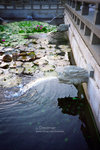 IMG1365 copy