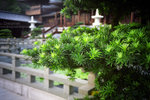 IMG1369 copy