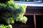 IMG1383 copy