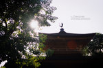 IMG1392 copy