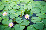 IMG1408 copy