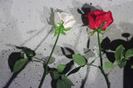 IMGP0611
