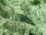 DSCF7916