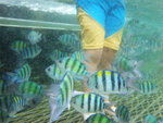 DSCF7921