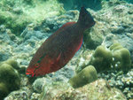 DSCF7987