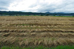 IMGP2565