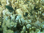 DSCF5118
