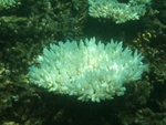 DSCF5181