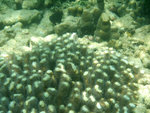 DSCF5205