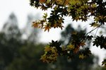_MG_0247B