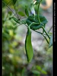 _MG_1909B