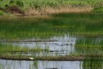 _MG_4813B
