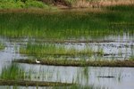 _MG_4815B
