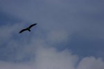 _MG_4882B
