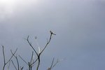 _MG_4888B