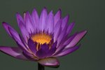 _MG_4945B
