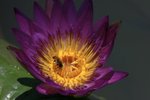 _MG_4954B