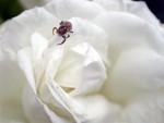 DSCN7304_JPG