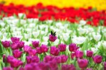 FY0_8019