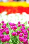 FY0_8023