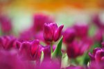 FY0_8030