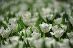 FY0_8034