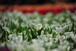 FY0_8035