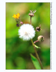 FY0_1526