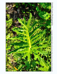 FY0_1527