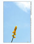 FY0_1531