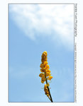 FY0_1532