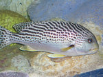 P1020275