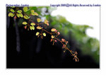 FY0_2062