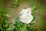 DSC_719020080404
