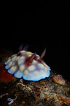 IMG_3615J1