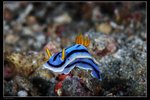 IMG_3783J