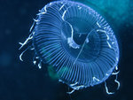 jelly