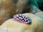 nudi